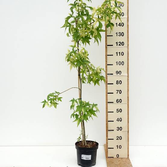 Copalme d'Amérique Aurora - Liquidambar styraciflua Pot de 4L/5L - Image 2