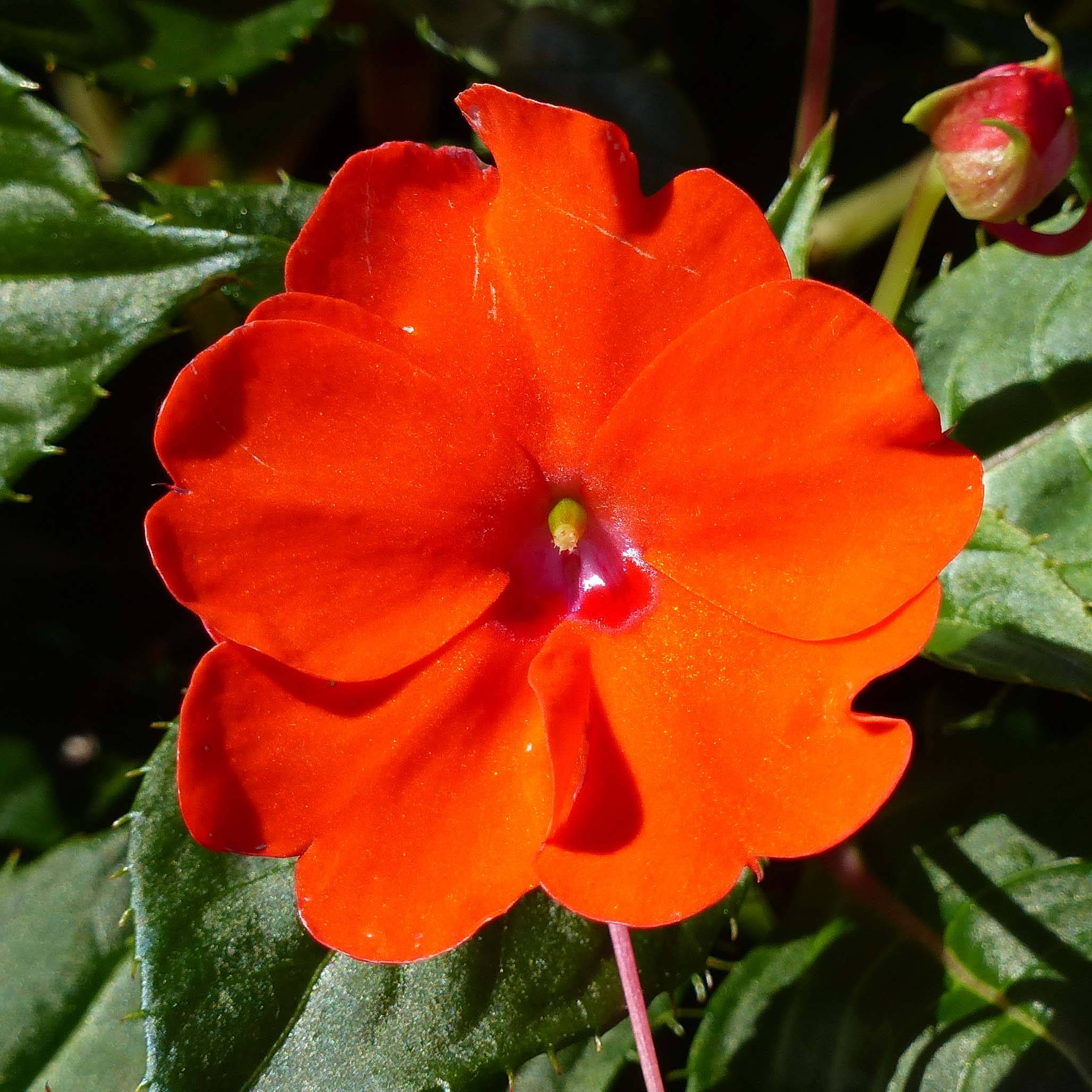 Impatiens Sunpatiens Compact Electric Orange Mini-motte Ø 3/4 cm, Plant vert de 5 à 10 cm de haut (par 5)