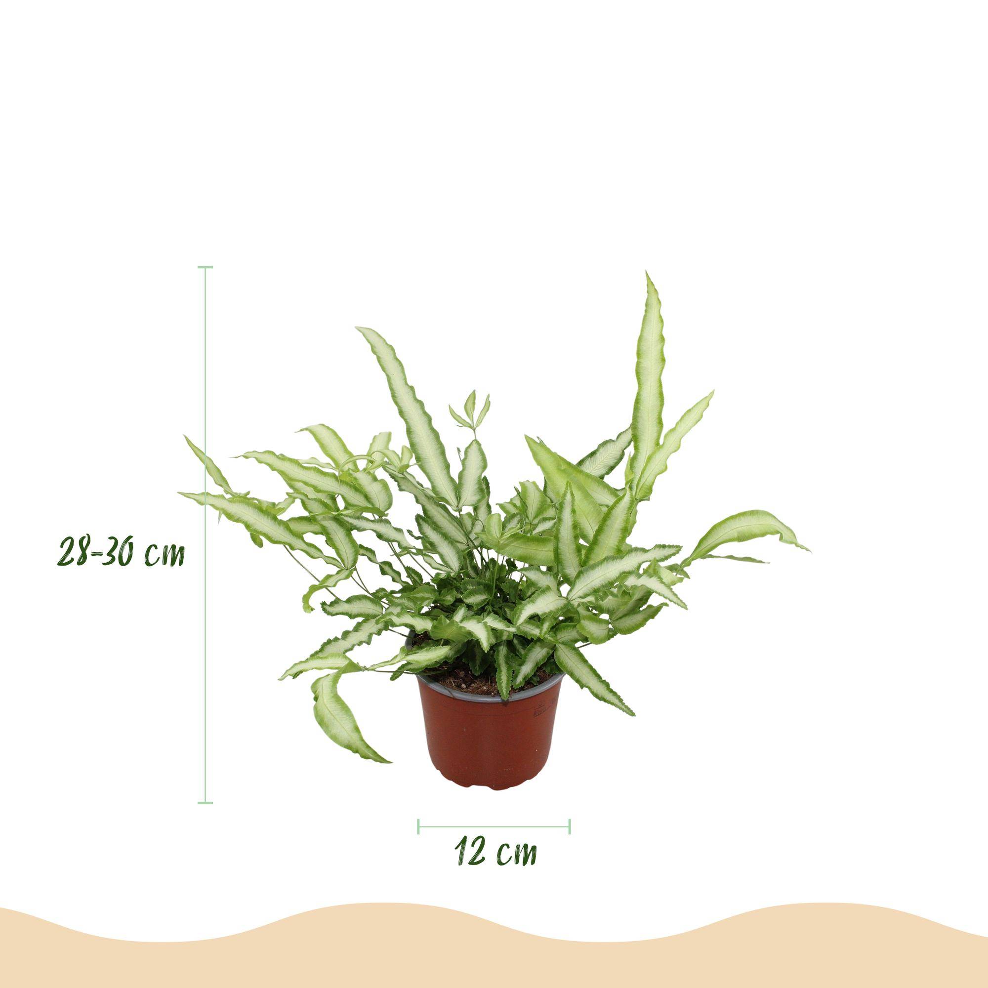 Pteris cretica Albolineata - Pet-friendly - Plante fougère - Pot de 12cm - Hauteur 20-30cm - 1 plante - Panier - Plantes d'intérieur - Image 3