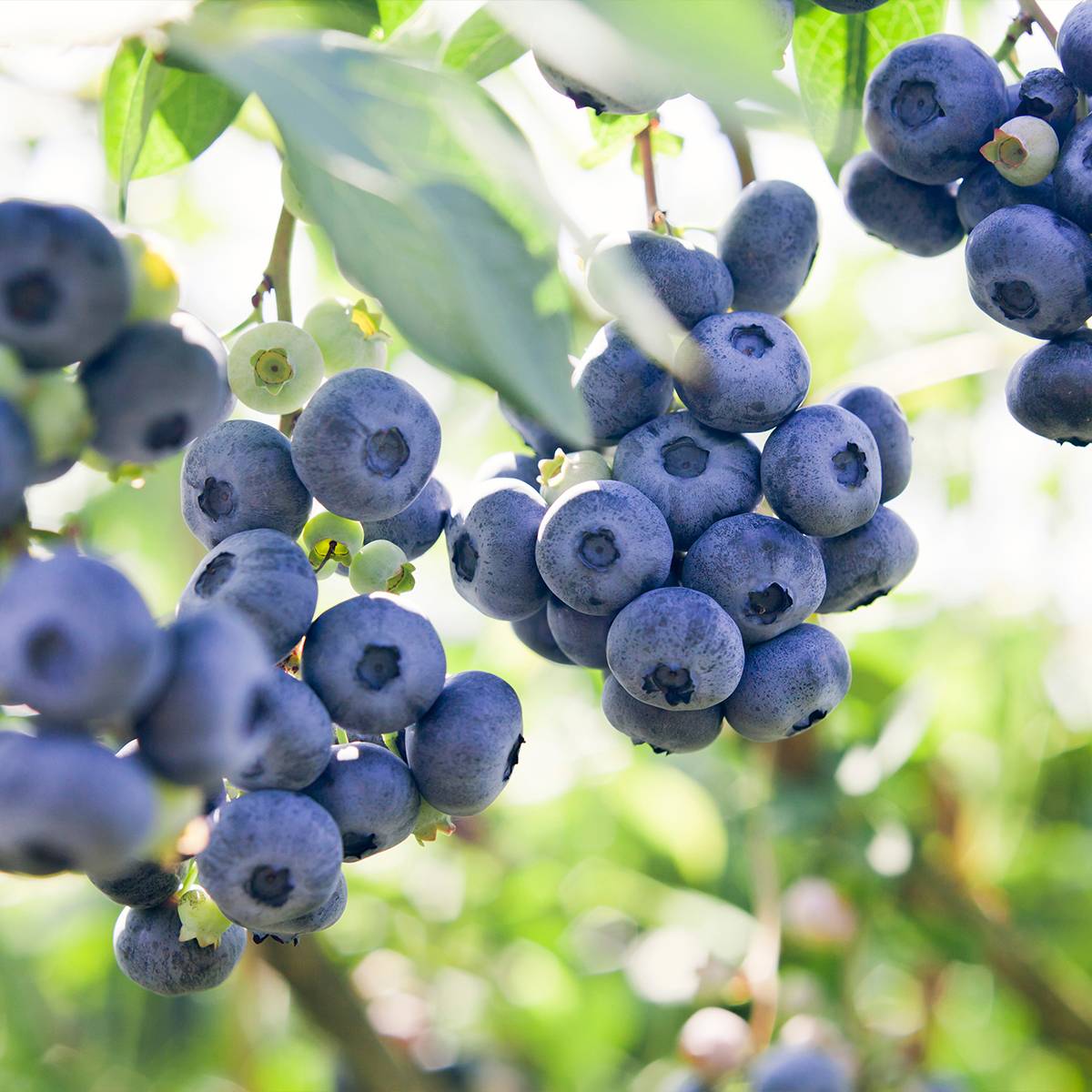 Myrtille d'Amérique - Vaccinium corymbosum Atlantic Pot de 1,5L/2L