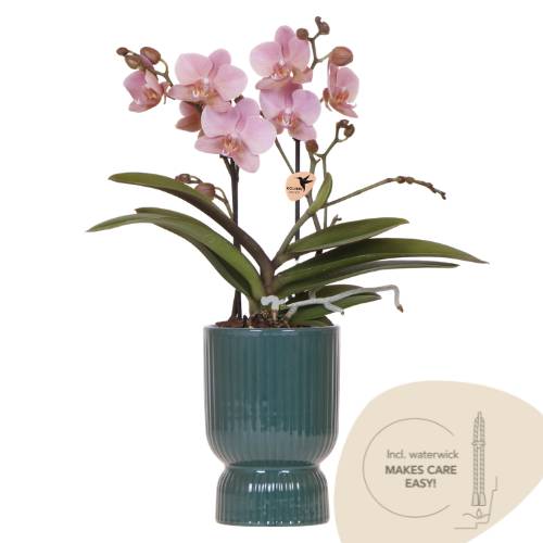 Orchidée Phalaenopsis 'Treviso' rose ancien - Pot de 9cm - Plantes d'intérieur - Image 1