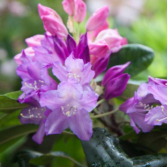 Promesse de Fleurs - Rhododendron Saint Tudy Pot de 4L/5L