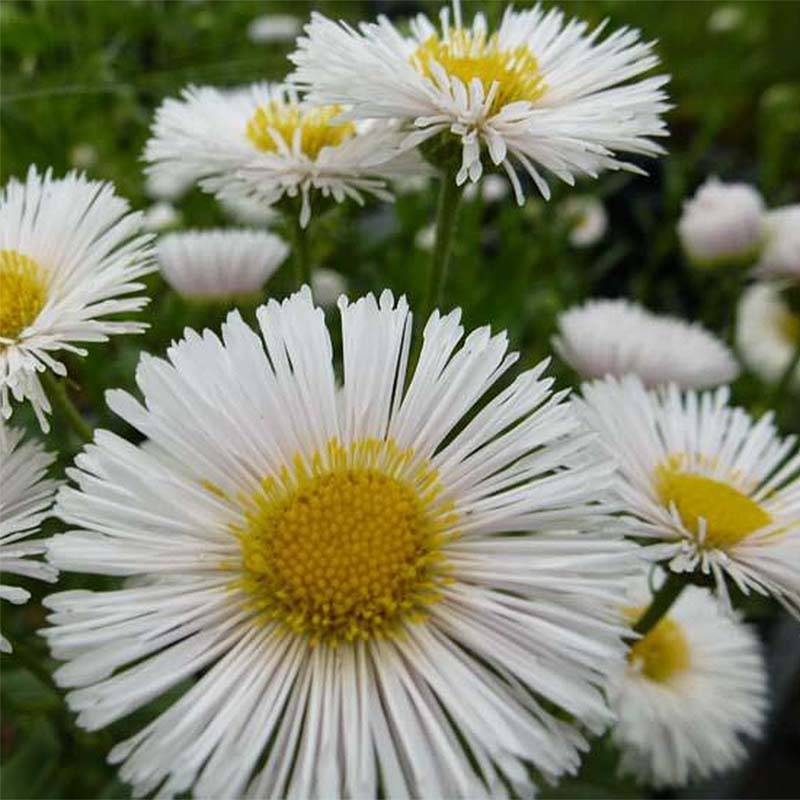 Promesse de Fleurs - Erigeron Professor Korodi - Vergerette Godet de 8/9 cm