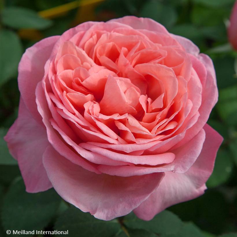 Rosier à grandes fleurs Mademoiselle Meilland Pot de 4L/5L