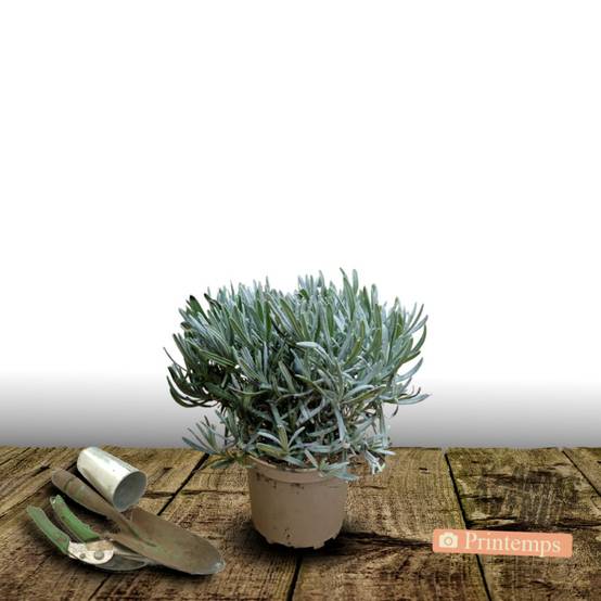 Lavande Munstead à fleurs Bleue - feuillage Persistant - Pot de 2,5L - 20/30 cm- hauteur à maturité De 0,50 m à 1,00 m - Image 5