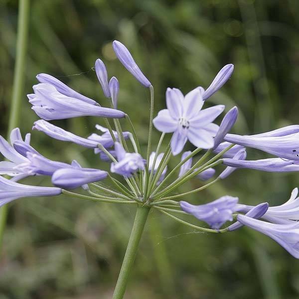 Promesse de Fleurs - Agapanthe Docteur Brouwer Pot de 4L/5L