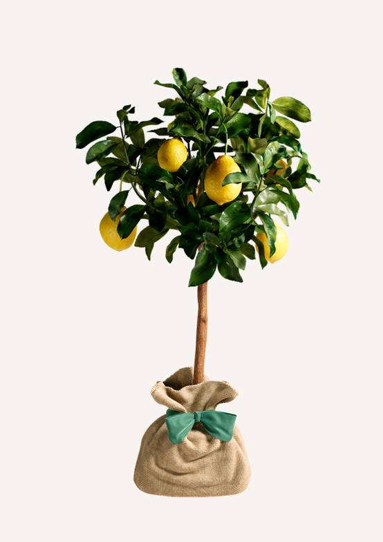 JUSTE UN ARBRE. – Citronnier des 4 Saisons | Idée cadeau pour naissance, mariage, anniversaire – Parfait pour culture en pot, en… - Image 3