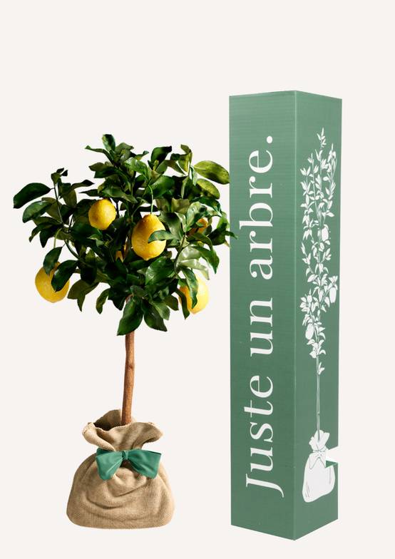 JUSTE UN ARBRE. – Citronnier des 4 Saisons | Idée cadeau pour naissance, mariage, anniversaire – Parfait pour culture en pot, en… - Image 1