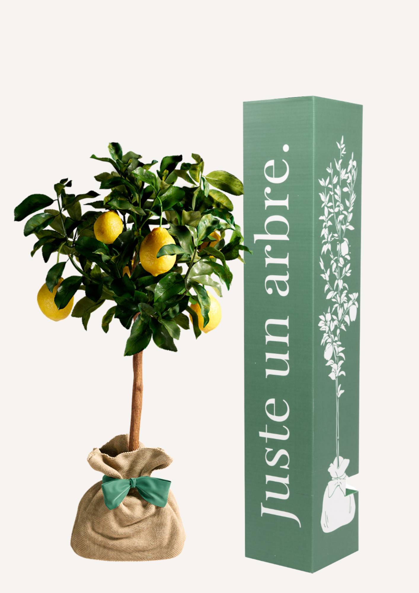 JUSTE UN ARBRE. – Citronnier des 4 Saisons | Idée cadeau pour naissance, mariage, anniversaire – Parfait pour culture en pot, en… - Image 1