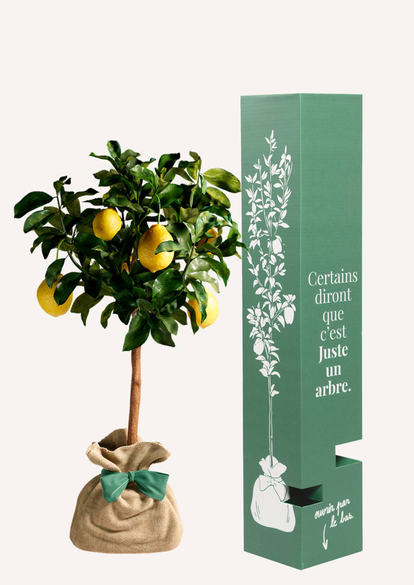 JUSTE UN ARBRE. – Citronnier des 4 Saisons | Idée cadeau pour naissance, mariage, anniversaire – Parfait pour culture en pot, en… - Image 2