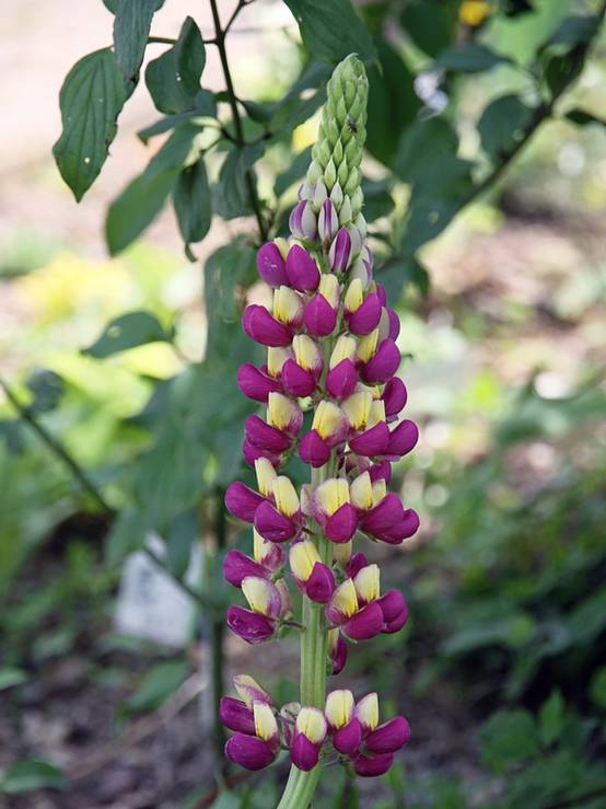 Lupin West Country Manhattan Lights Godet de 8/9 cm