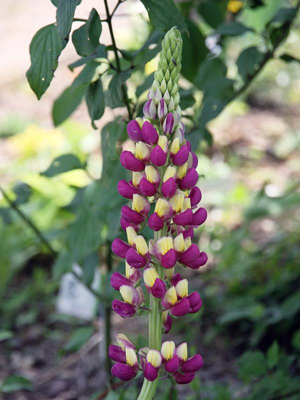 Lupin West Country Manhattan Lights Godet de 8/9 cm