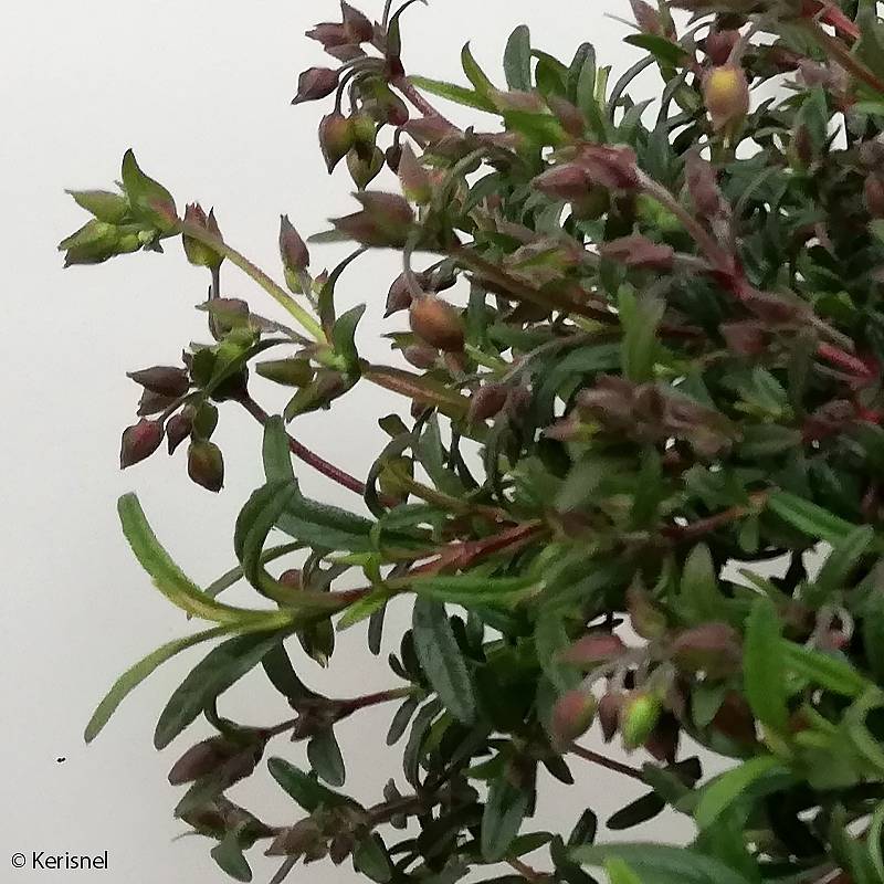 Promesse de Fleurs - Halimiocistus sahucii - Halimiociste de Sahuc Pot de 4L/5L - Image 1