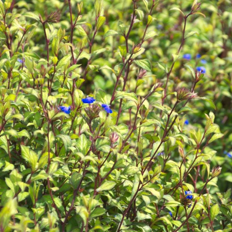 Plumbago de Willmott à fleurs Bleue - feuillage Caduc - Pot de 4L - 40/60 cm-  hauteur à maturité De 0,50 m à 1,00 m - Image 1