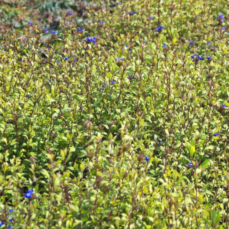 Plumbago de Willmott à fleurs Bleue - feuillage Caduc - Pot de 4L - 40/60 cm-  hauteur à maturité De 0,50 m à 1,00 m - Image 2