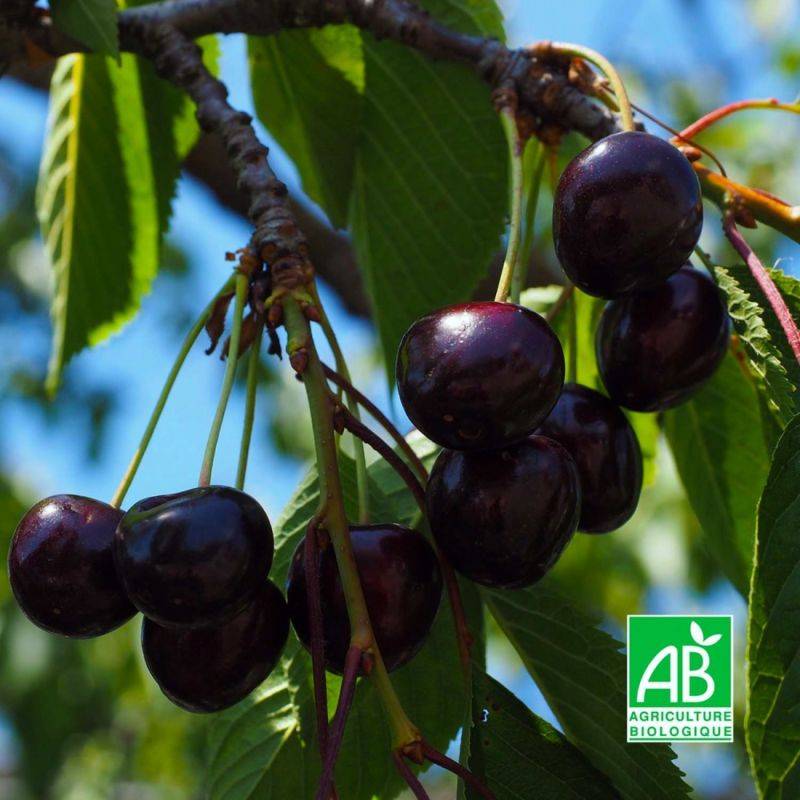 Cerisier bigarreau 'Noir de Meched' BIO (Prunus avium 'Noire de Meched') - Scion de 100 à 150cm - Pépinières Naudet - Image 1