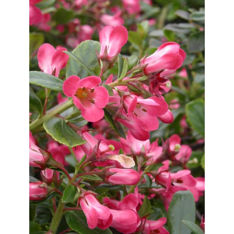 Escallonia Pride of Donard à fleurs Rouge - feuillage Persistant - Pot de 7,5L - 60/80 cm-  hauteur à maturité De 1,00 m à 1,50 m