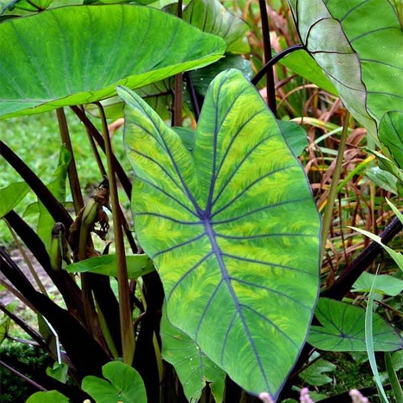 Colocasia Blue hawaii - Oreille d'éléphant Pot de 4L/5L