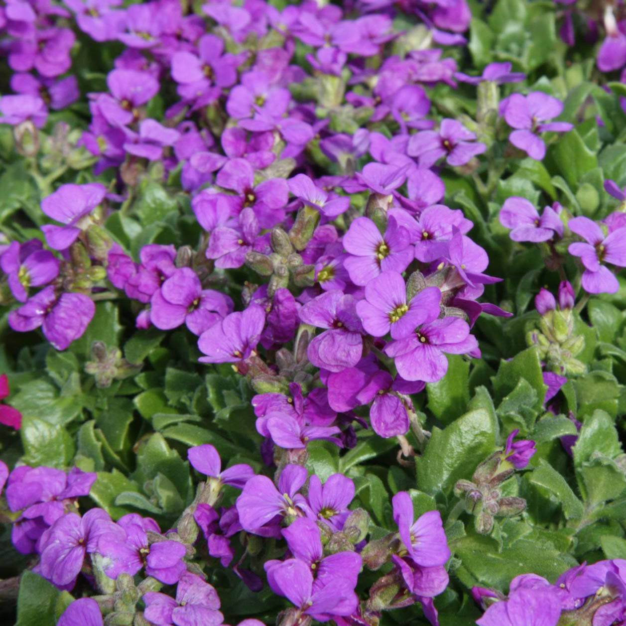 Promesse de Fleurs - Aubriète mauve - Aubrieta x cultorum Hamburger Stadtpark Godet de 8/9 cm