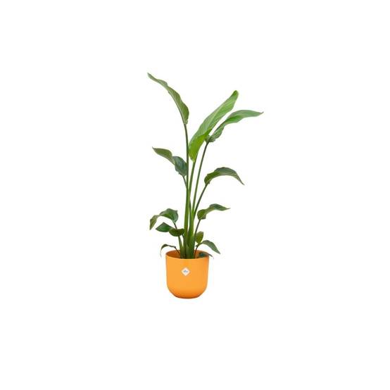 Strelitzia Nicolai 120 cm et son pot- La Green Touch Orange 23cm - Hauteur 120cm