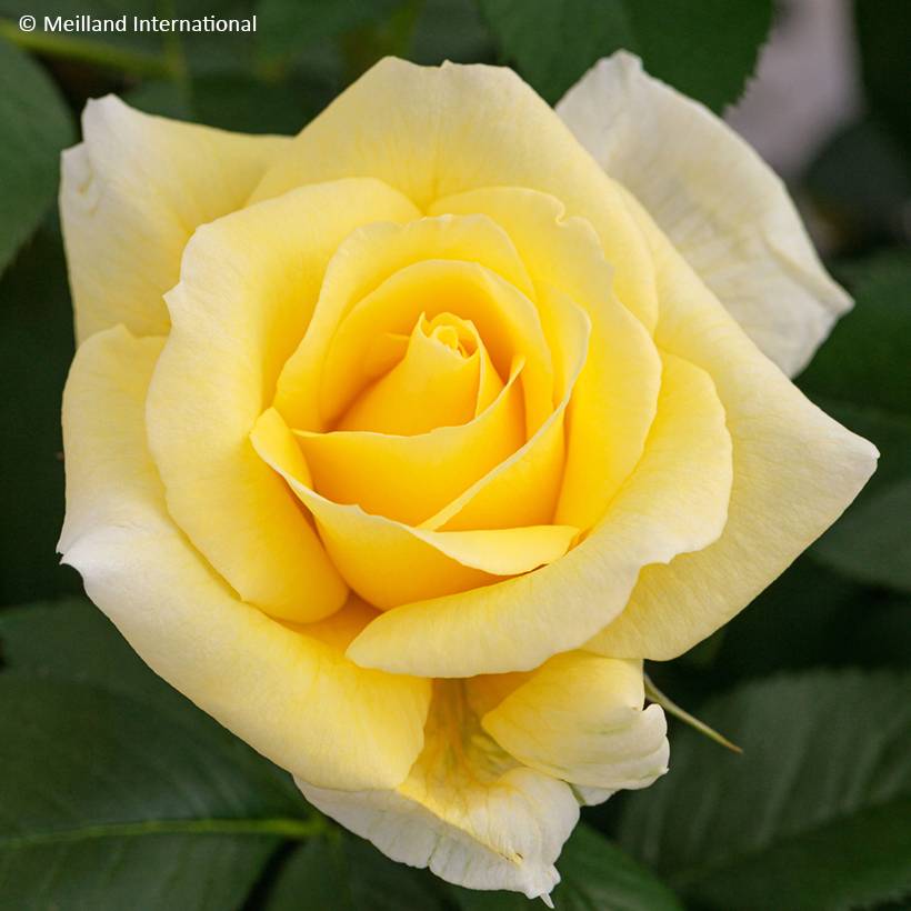 Promesse de Fleurs - Rosier à fleurs groupées Rustica III Pot de 4L/5L