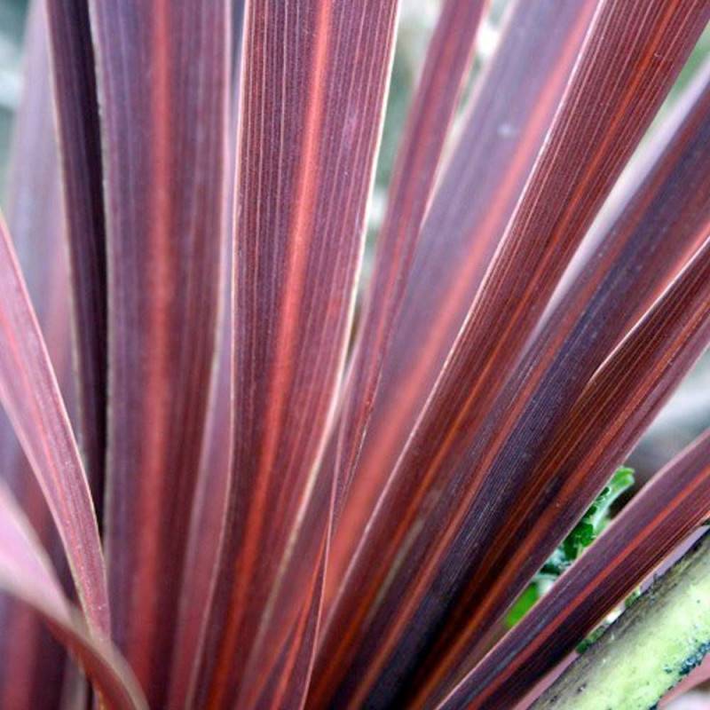 Lin de Nouvelle-Zélande Pink Panther, Phormium - Pot de 4L - 20/40 cm - Image 4