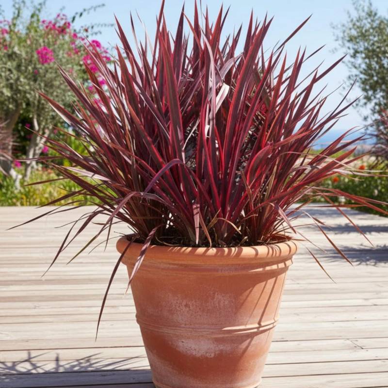 Lin de Nouvelle-Zélande Pink Panther, Phormium - Pot de 4L - 20/40 cm - Image 3