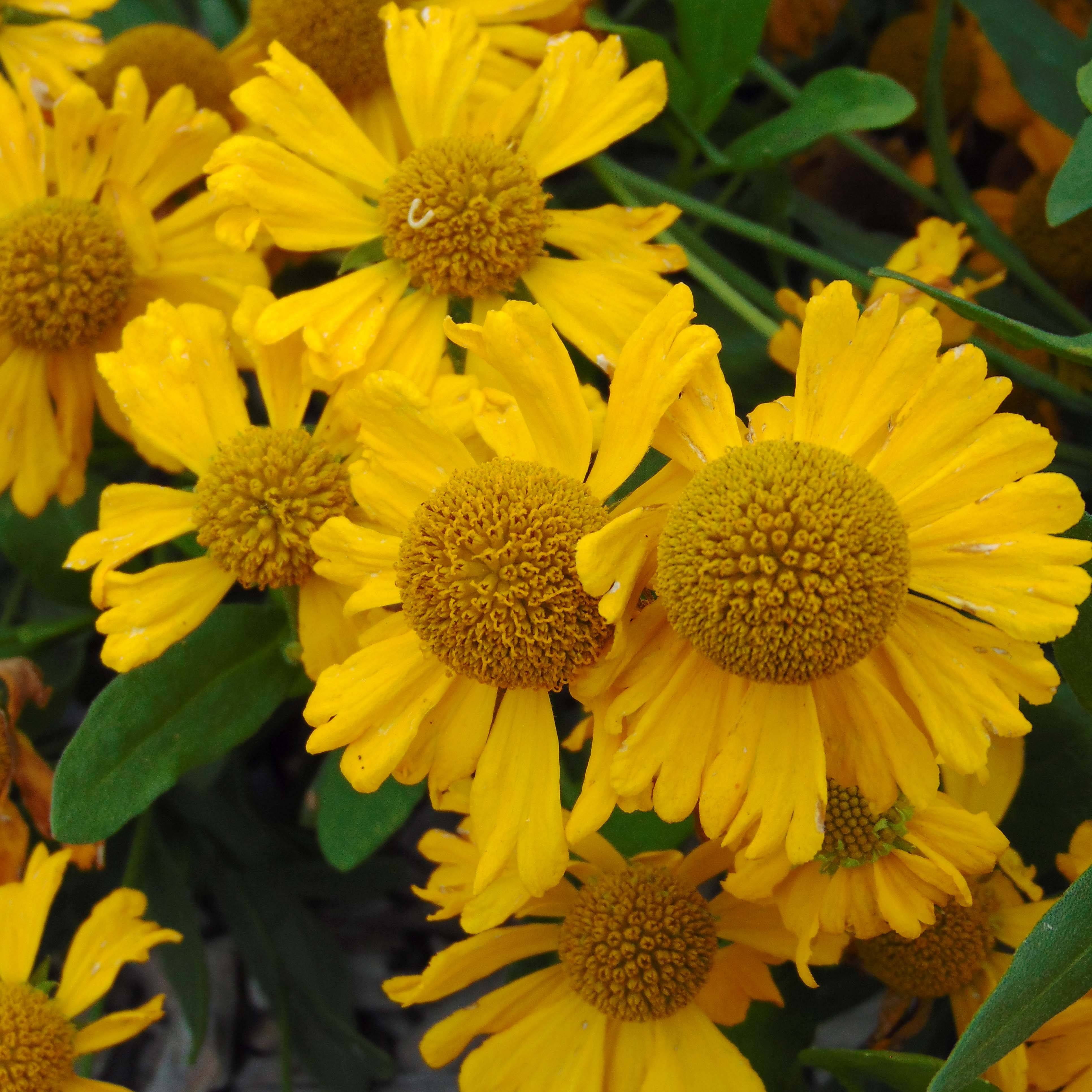 Promesse de Fleurs - Helenium autumnale Pumilum Magnificum - Hélénie d'automne Godet de 8/9 cm