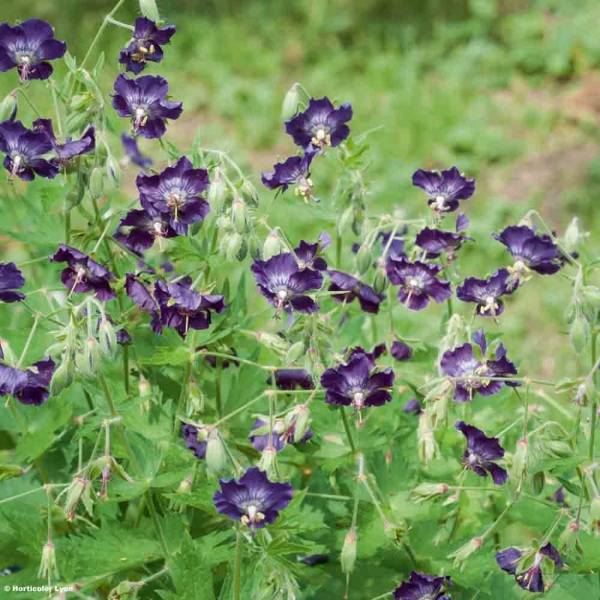 Promesse de Fleurs - Géranium vivace phaeum Lily Lovell Godet de 8/9 cm