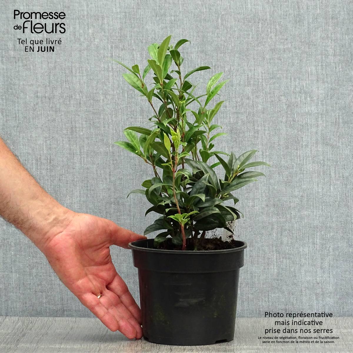 Sarcococca hookeriana humilis Pot de 2L/3L - Image 2
