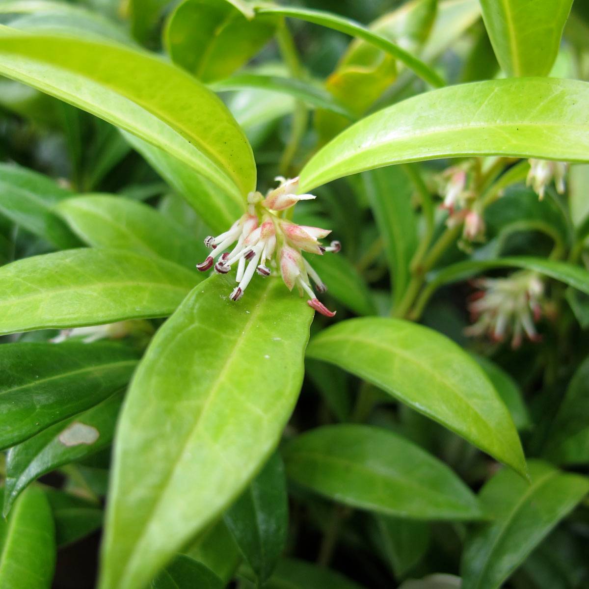 Promesse de Fleurs - Sarcococca hookeriana humilis Pot de 2L/3L