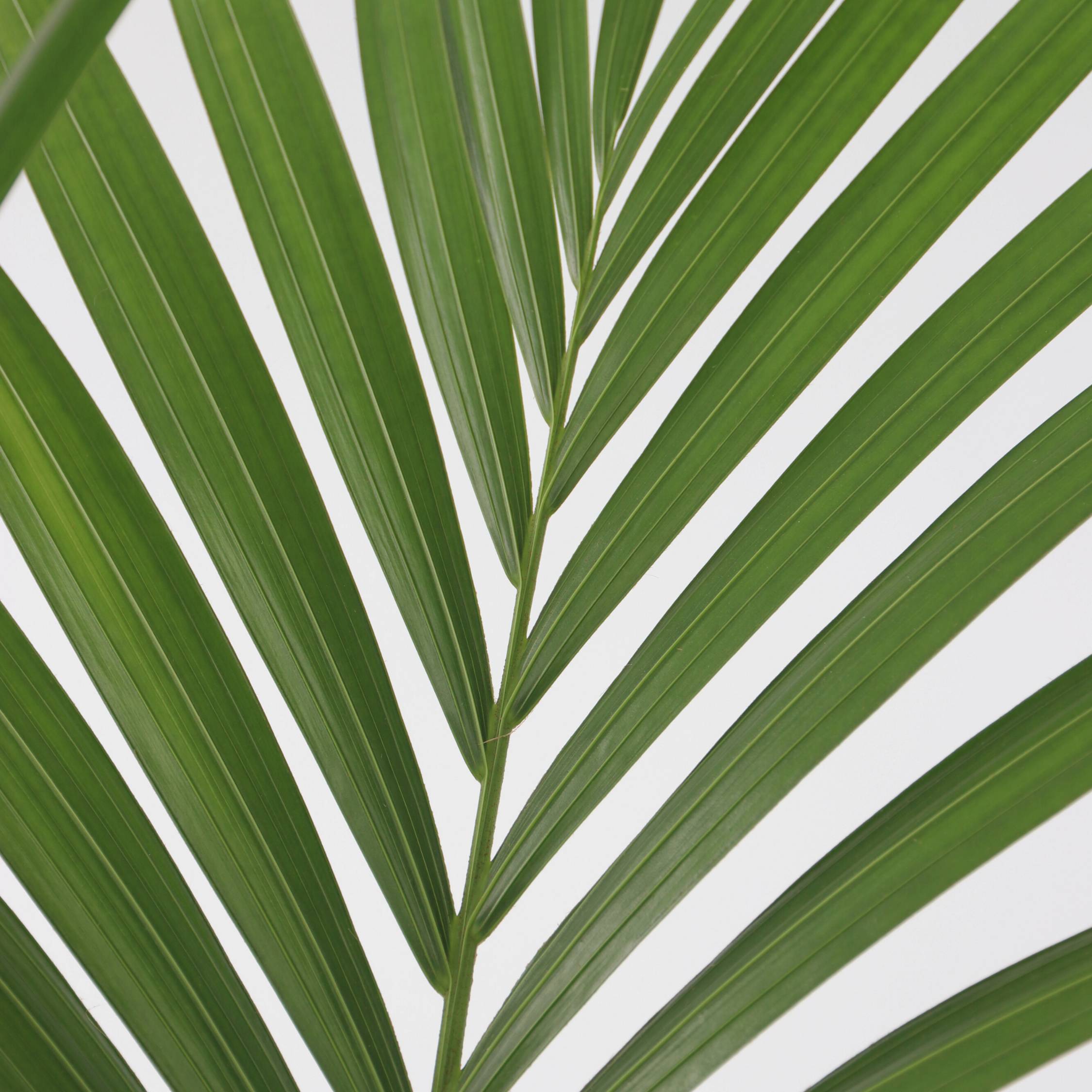 Plant In A Box - Palmier Kentia - Set de 2 - Howea forsteriana - Hauteur 90-100cm - ⌀18cm - Image 4