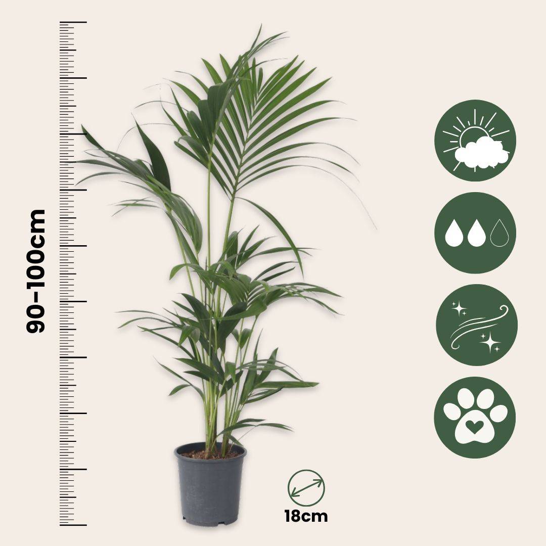 Plant In A Box - Palmier Kentia - Set de 2 - Howea forsteriana - Hauteur 90-100cm - ⌀18cm - Image 6