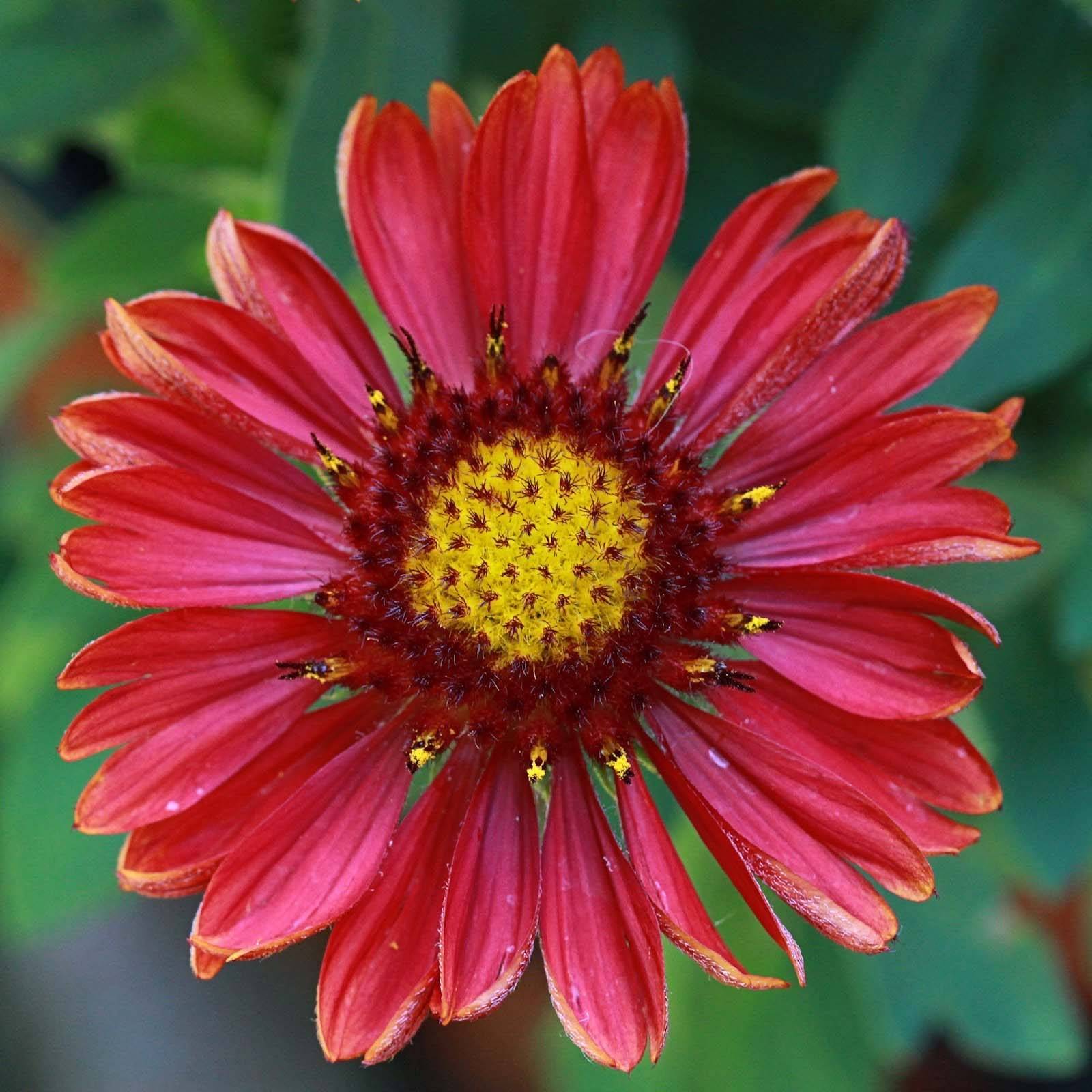 Promesse de Fleurs - Gaillarde vivace Arizona Red  Godet de 8/9 cm