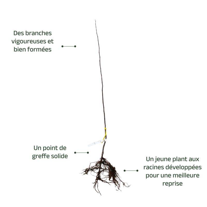 Cognassier 'Champion' (Cydonia oblonga 'Champion') - Scion de 100 à 150cm - Pépinières Naudet - Image 3