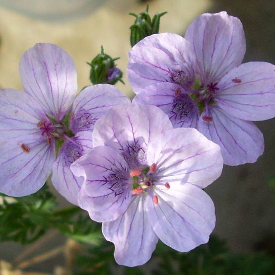 Erodium Spanish Eyes - Bec de grue Pot de 2L/3L