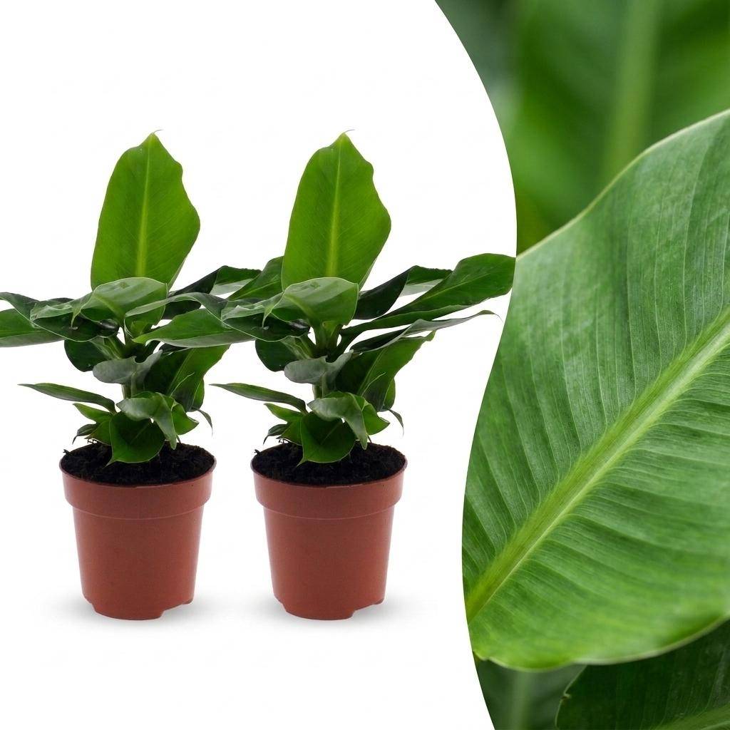 La Green Touch - Musa Oriental Dwarf - Bananier nain - Lot de 2 plantes - Pot Ø12 cm, H 30 cm - Image 1