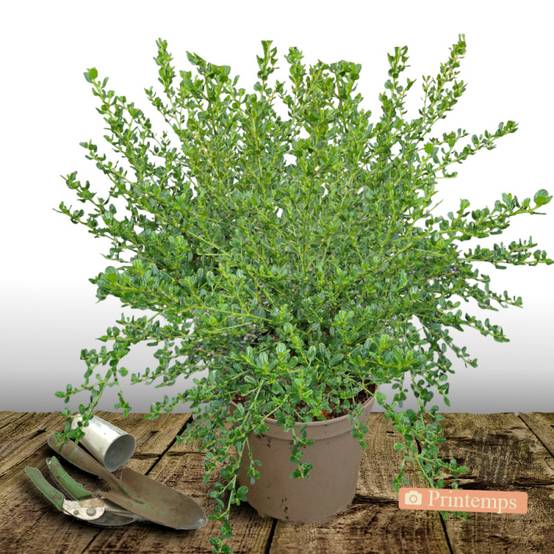 Céanothe, Lilas de Californie Skylark à fleurs Bleue - feuillage Persistant - Pot de 7,5L - 40/60 cm- hauteur à maturité De 1,00 m à 1,50 m - Image 2