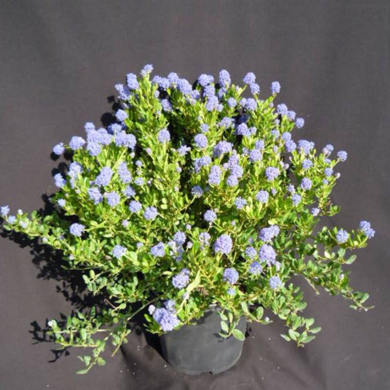 Céanothe, Lilas de Californie Skylark à fleurs Bleue - feuillage Persistant - Pot de 7,5L - 40/60 cm- hauteur à maturité De 1,00 m à 1,50 m - Image 1