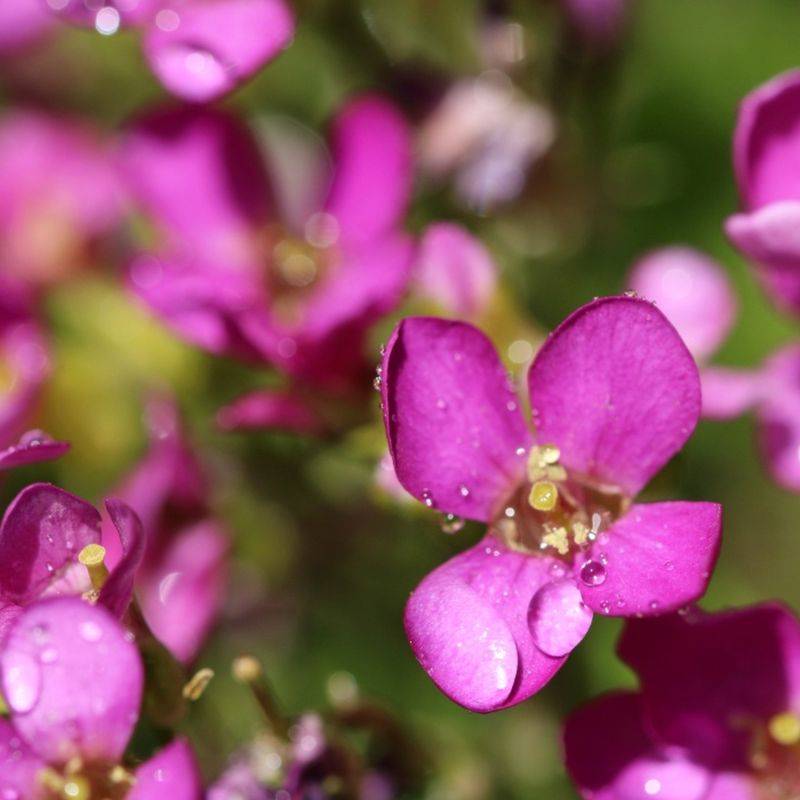 3 Arabettes du Caucase 'Rosea' (Arabis caucasica 'Rosea') - Lot de 3 vivaces - Pépinières Naudet