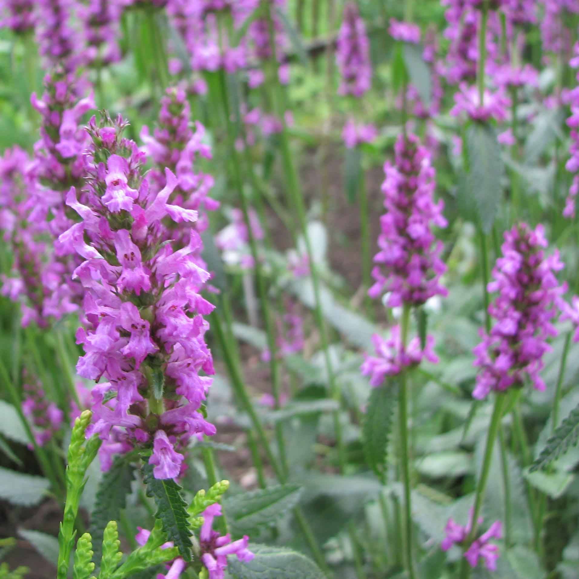 Stachys officinalis - Bétoine officinale Godet de 8/9 cm