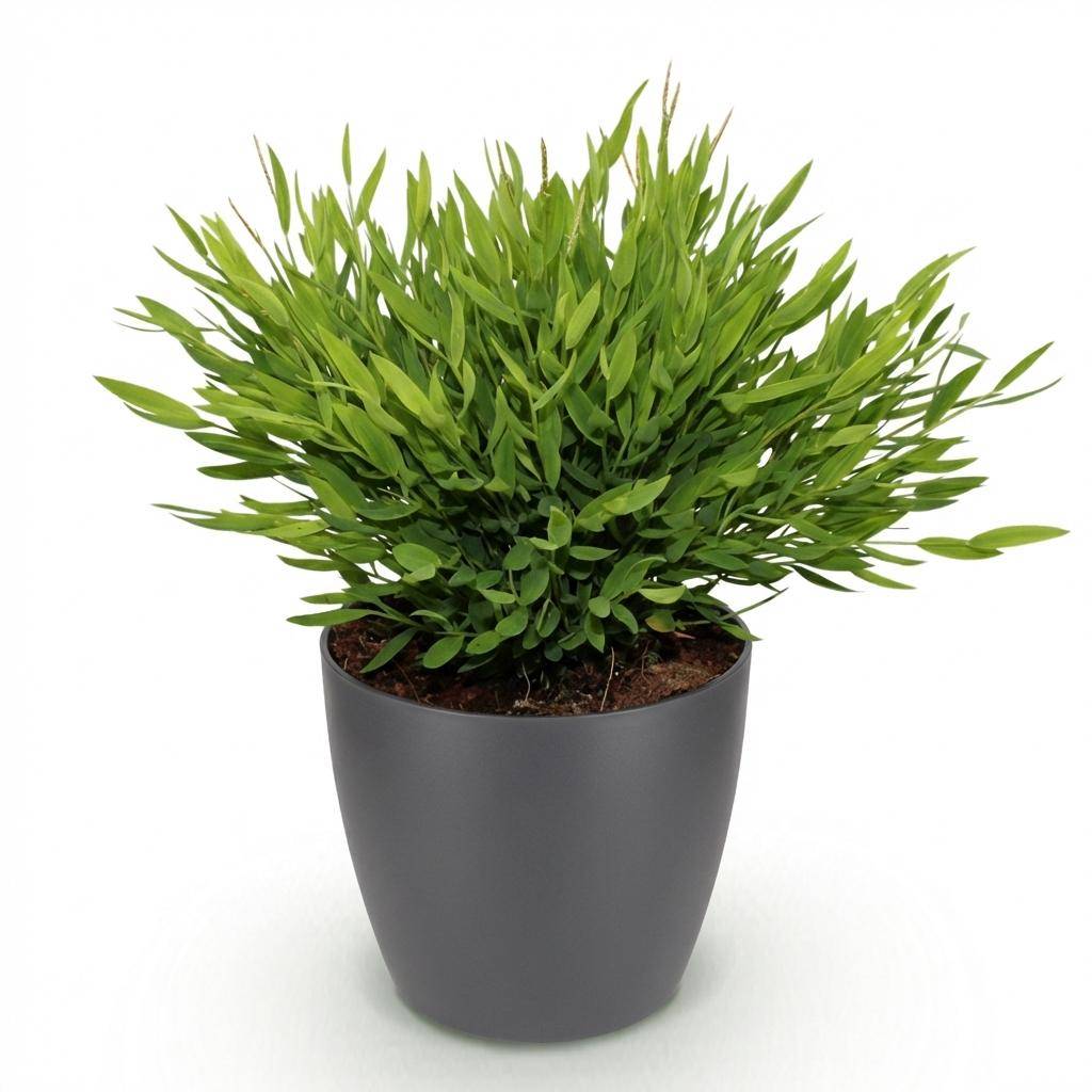 Bamusa Pogonatherum Monica - Pet-friendly - Bambou miniature - Pot de 12cm - Hauteur 20cm - 1 plante - Gris - Plantes d'intérieur - Image 2
