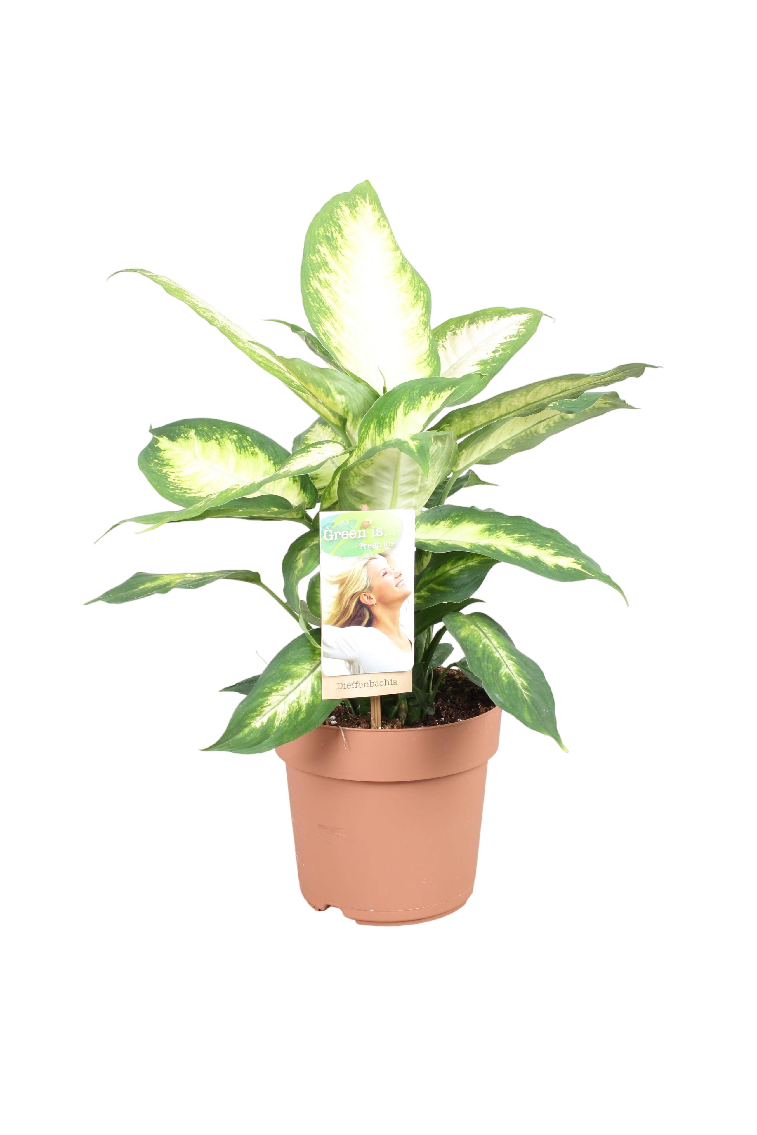 Dieffenbachia 'Camilla' 45cm - Plante d'intérieur- La Green Touch - Image 1