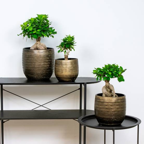 Lot de 2 - Ficus Ginseng - Bonsaï - Plantes d’intérieur - Dépolluante - H. 20-30 cm - P. 12 cm - Image 2