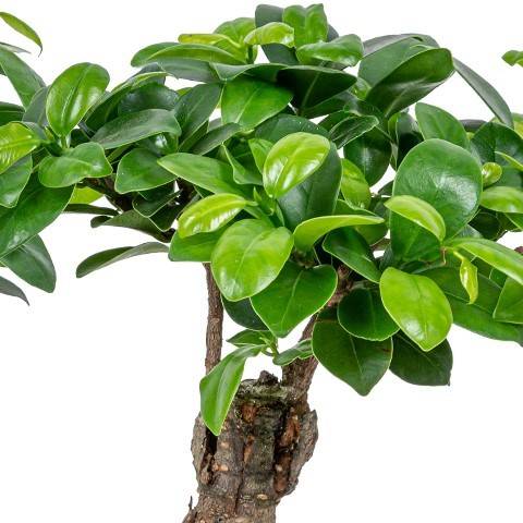 Lot de 2 - Ficus Ginseng - Bonsaï - Plantes d’intérieur - Dépolluante - H. 20-30 cm - P. 12 cm - Image 3