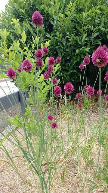 Promesse de Fleurs - Ail d'ornement - Allium sphaerocephalon Bulbe calibre 4+ (par 30)
