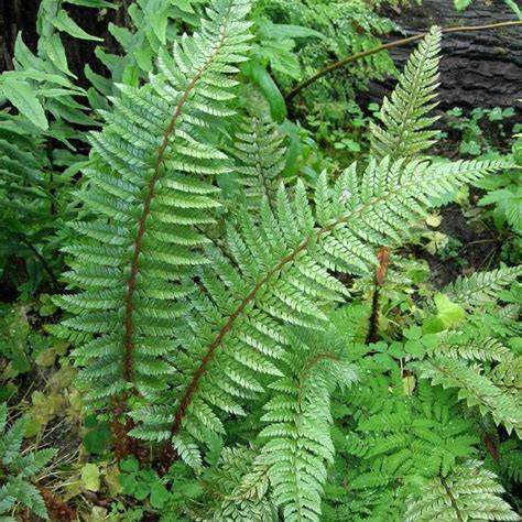 Promesse de Fleurs - Polystichum neolobatum - Fougère sabre Pot de 2L/3L