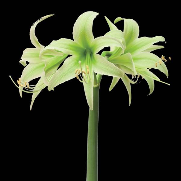 Promesse de Fleurs - Amaryllis Evergreen Bulbe calibre 30/32