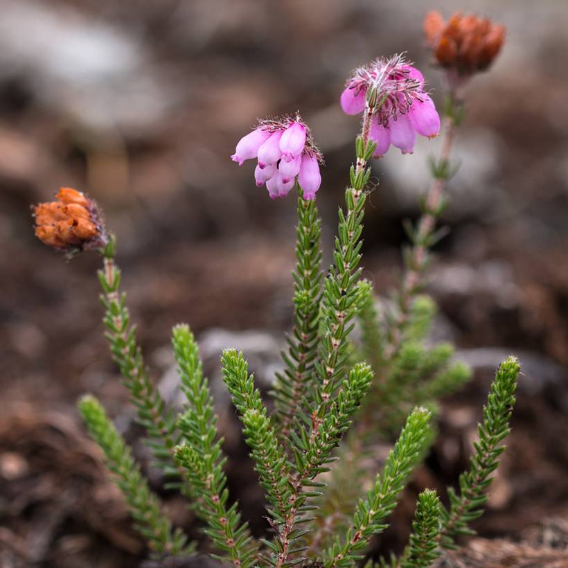 Bruyère des marais - Erica tetralix Alba Pot de 12 cm / 13 cm