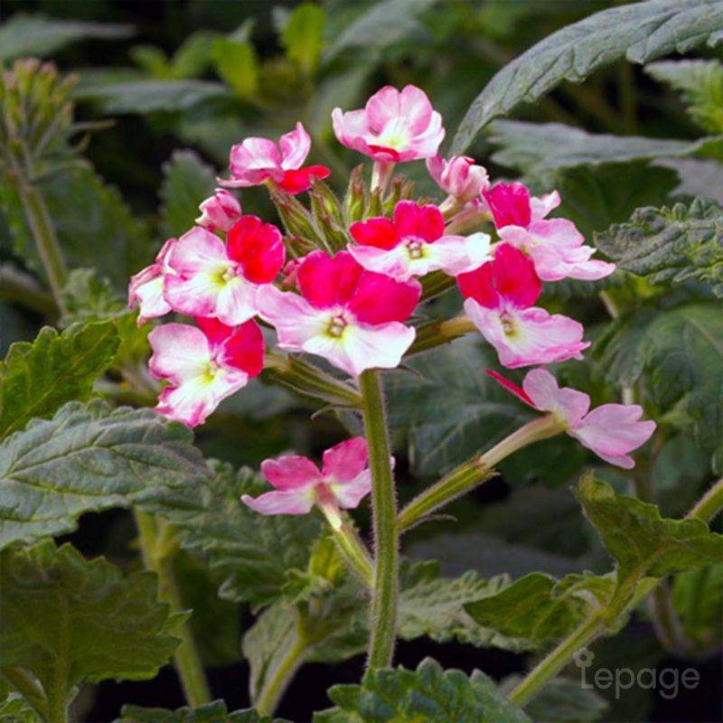 3 Verveines 'Pink Parfait' (Verbena 'Pink Parfait') - Lot de 3 vivaces - Pépinières Naudet - Image 1